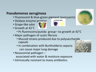 Pseudomonas aeruginosa
• Fluorescent & blue-green pigment (pyocyanin)
• Oxidase enzyme positive
• Grape-like odor
• Growth...