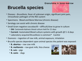 Brucella species
• Disease – Brucellosis, fever of unknown origin, significant joint pain,
intracellular pathogen of the R...