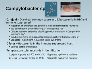 Campylobacter spp.
•C. jejuni – Diarrhea, common cause in US, bacteremia in HIV and
immune suppressed
• Ingestion of under...