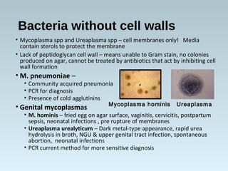 Bacteria without cell walls
• Mycoplasma spp and Ureaplasma spp – cell membranes only! Media
contain sterols to protect th...
