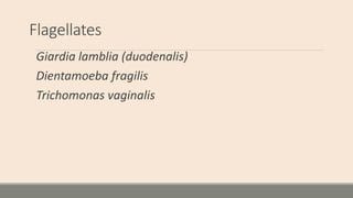 Flagellates
Giardia lamblia (duodenalis)
Dientamoeba fragilis
Trichomonas vaginalis
 