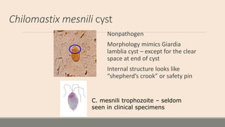 Chilomastix mesnili cyst
Nonpathogen
Morphology mimics Giardia
lamblia cyst – except for the clear
space at end of cyst
In...