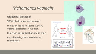 Trichomonas vaginalis
Urogenital protozoan
STD in both men and women
Infection leads to Scant, watery
vaginal discharge in...