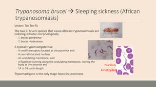 Trypanosoma brucei  Sleeping sickness (African
trypanosomiasis)
Vector: Tse Tse fly
The two T. brucei species that cause ...