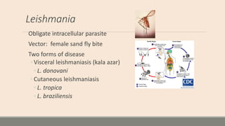 Leishmania
Obligate intracellular parasite
Vector: female sand fly bite
Two forms of disease
◦ Visceral leishmaniasis (kal...