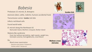 Babesia
Protozoan: B. microti, B. divergens
Zoonosis (deer, cattle, rodents; humans accidental host)
Transmission vector: ...