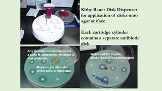 Kirby Bauer Disk Dispenser
for application of disks onto
agar surface
Each cartridge cylinder
contains a separate antibiotic
disk
Any Growth of colonies inside
a zone is considered resistant to
that antibiotic
Measure the diameter
of the zone of inhibition
Watch out for double
zones /possibly contaminated
 