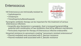 Enterococcus
•All Enterococcus are intrinsically resistant to:
• Cephalosporins
• Clindamycin
• Trimethoprim/sulfamethoxazole
•Synergistic antibiotic therapy can be important for the treatment of serious
Enterococcus infections
• Ampicillin plus Gentamicin is synergistic, that is increased bacterial killing
potential with combination of two antibiotics that kill by different mechanisms
• Particularly important for therapy of Enterococcus infective endocarditis
•Acquired resistance to vancomycin creating “vancomycin resistant enterococcus”
• Plasmid mediated vanA associated with E. faecium resistance
• Plasmid mediated vanB associated with E. faecalis resistance
 
