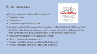 Enterococcus
•All Enterococcus are intrinsically resistant to:
• Cephalosporins
• Clindamycin
• Trimethoprim/sulfamethoxazole
•Synergistic antibiotic therapy can be important for the treatment of Enterococcus
• Ampicillin plus Gentamicin is synergistic = increased bacteria killing potential
with combination of two antibiotics that kill by different mechanisms
• Particularly important for endocarditis therapy
•Acquired resistance to vancomycin –
• Plasmid mediated vanA associated with E. faecium
• Plasmid mediated vanB associated with E. faecalis
 