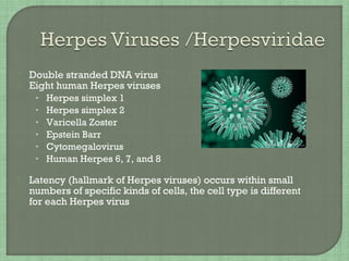 Double stranded DNA virus
 Eight human Herpes viruses
• Herpes simplex 1
• Herpes simplex 2
• Varicella Zoster
• Epstein Barr
• Cytomegalovirus
• Human Herpes 6, 7, and 8
 Latency (hallmark of Herpes viruses) occurs within small
numbers of specific kinds of cells, the cell type is different
for each Herpes virus
 