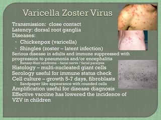  Transmission: close contact
 Latency: dorsal root ganglia
 Diseases:
• Chickenpox (varicella)
• Shingles (zoster – latent infection)
 Serious disease in adults and immune suppressed with
progression to pneumonia and/or encephalitis
 Ramsay-Hunt syndrome – facial nerve / facial paralysis
 Histology – multi-nucleated giant cells
 Serology useful for immune status check
 Cell culture – growth 5-7 days, fibroblasts
 Sandpaper like appearance with rounded cells
 Amplification useful for disease diagnosis
 Effective vaccine has lowered the incidence of
VZV in children
 