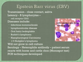  Transmission - close contact, saliva
 Latency - B lymphocytes –
• cell receptor CD21
 Diseases include:
• Infectious mononucleosis
• Lymphoreticular disease
• Oral hairy leukoplakia
• Burkitt’s lymphoma
• Nasopharyngeal Carcinoma
• 1/3 Hodgkin’s lymphoma
 Will not grow in cell culture
 Serology – Heterophile antibody – patient serum
reacts with horse and cattle rbcs (Monospot test)
 PCR techniques developed
EBV infection with B cell
transformation
 