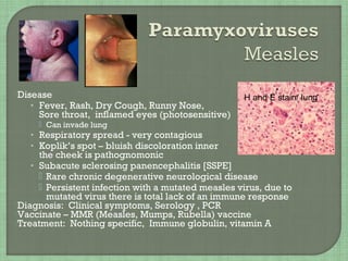 Disease
• Fever, Rash, Dry Cough, Runny Nose,
Sore throat, inflamed eyes (photosensitive)
 Can invade lung
• Respiratory spread - very contagious
• Koplik’s spot – bluish discoloration inner lining of
the cheek is pathognomonic
• Subacute sclerosing panencephalitis [SSPE]
 Rare chronic degenerative neurological disease
 Persistent infection with a mutated measles virus, due to
mutated virus there is total lack of an immune response
Diagnosis: Clinical symptoms, Serology , PCR
Vaccinate – MMR (Measles, Mumps, Rubella) vaccine
Treatment: Nothing specific, Immune globulin, vitamin A
H and E stain/ lung
 
