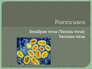 Smallpox virus (Variola virus)
Vaccinia virus
 