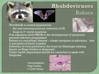  Worldwide in animal populations
• Bat and raccoons primary reservoir in US
• Dogs in 3rd
world countries
 Post exposure shots PRIOR to the development of symptoms
prevent infection progression
 Rabies is a neurologic disease – classic symptom is salivation, due
to paralysis of throat muscles
 Detection of viral particles in the brain by Histologic staining
known as Negri bodies is diagnostic
 Public health department should be contacted to assist with
diagnosis
Intracytoplasmi
Negri bodies
In brain biopsy
 