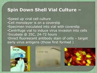 Spin Down Shell Vial Culture –
•Speed up viral cell culture
•Cell monolayer is on a coverslip
•Specimen inoculated into vial with coverslip
•Centrifuge vial to induce virus invasion into cells
•Incubate @ 35C, 24-72 hours
•Direct fluorescent antibody stain of cells – target
early virus antigens (those first formed )
Cover slip
 