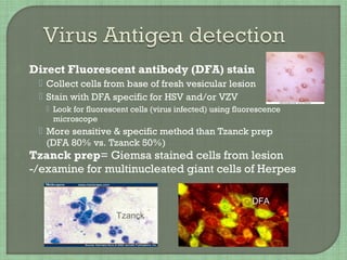  Direct Fluorescent antibody (DFA) stain
 Collect cells from base of fresh vesicular lesion
 Stain with DFA specific fo...