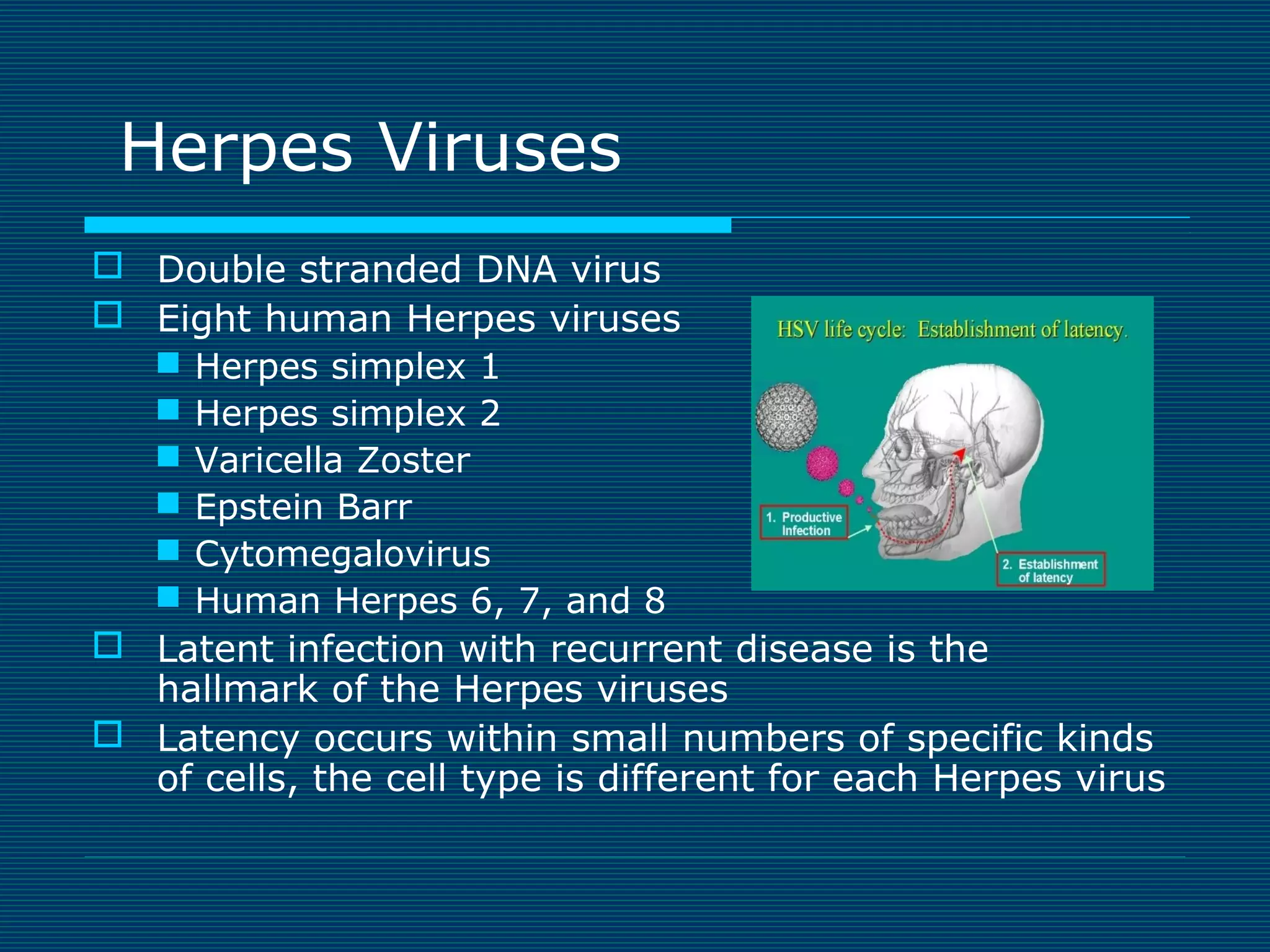 Herpes Viruses
 Double stranded DNA virus
 Eight human Herpes viruses
 Herpes simplex 1
 Herpes simplex 2
 Varicella Zoster
 Epstein Barr
 Cytomegalovirus
 Human Herpes 6, 7, and 8
 Latent infection with recurrent disease is the
hallmark of the Herpes viruses
 Latency occurs within small numbers of specific kinds
of cells, the cell type is different for each Herpes virus

 