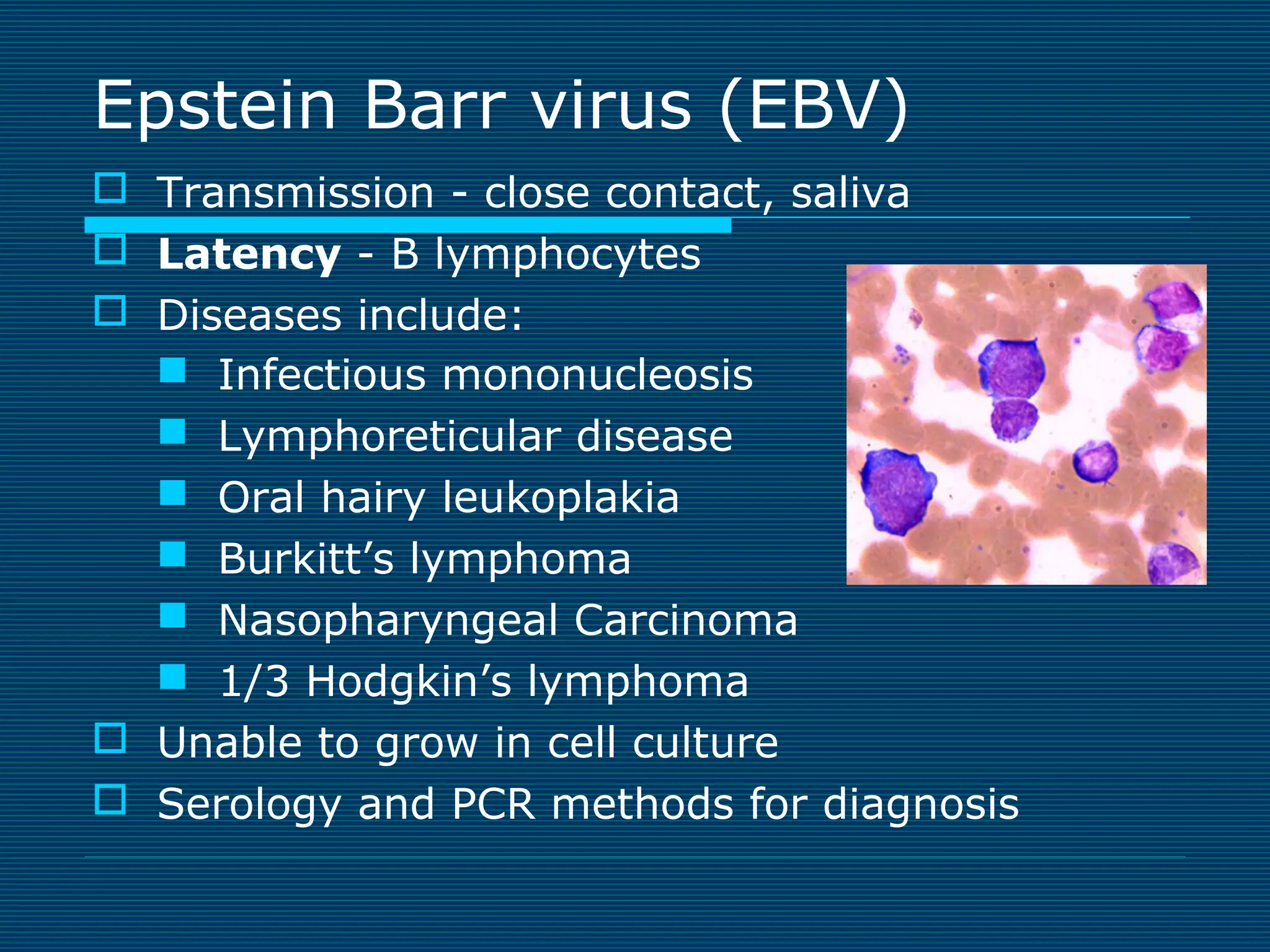 Epstein Barr virus (EBV)
 Transmission - close contact, saliva
 Latency - B lymphocytes
 Diseases include:
 Infectious mononucleosis
 Lymphoreticular disease
 Oral hairy leukoplakia
 Burkitt’s lymphoma
 Nasopharyngeal Carcinoma
 1/3 Hodgkin’s lymphoma
 Unable to grow in cell culture
 Serology and PCR methods for diagnosis

 