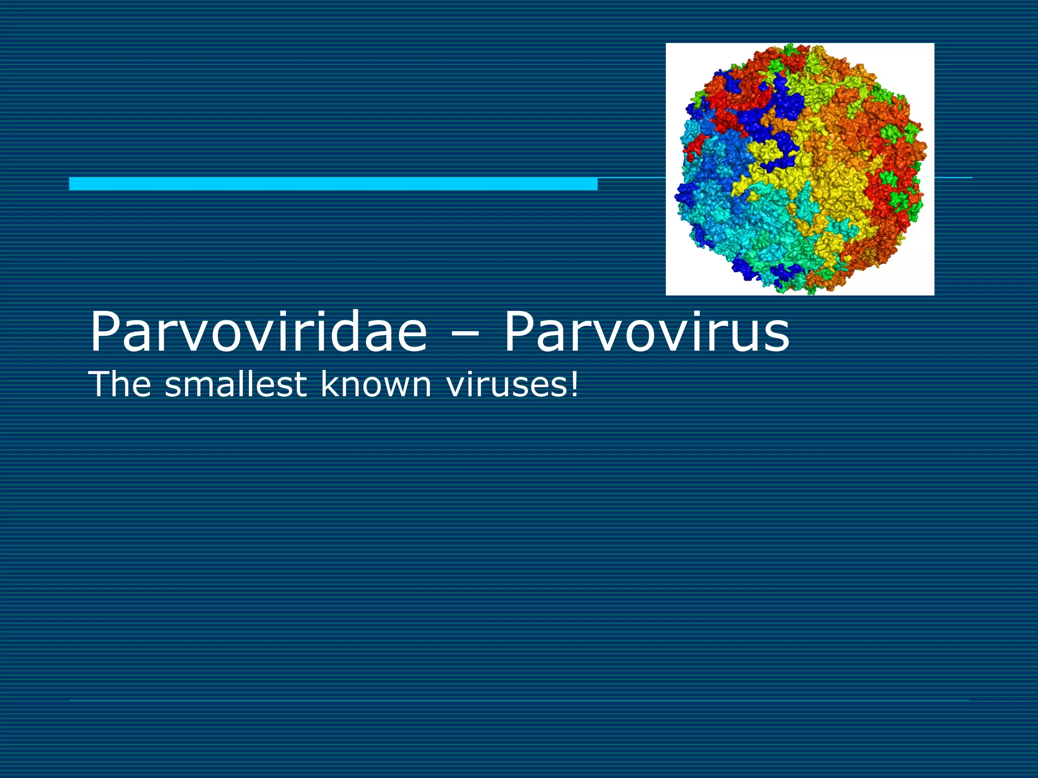 Parvoviridae – Parvovirus
The smallest known viruses!

 