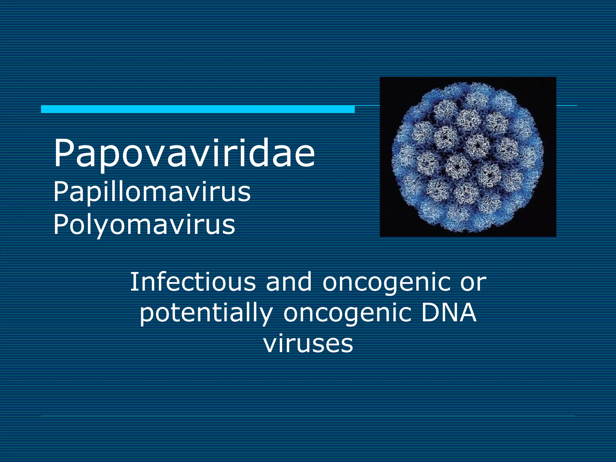 Papovaviridae
Papillomavirus
Polyomavirus

Infectious and oncogenic or
potentially oncogenic DNA
viruses

 