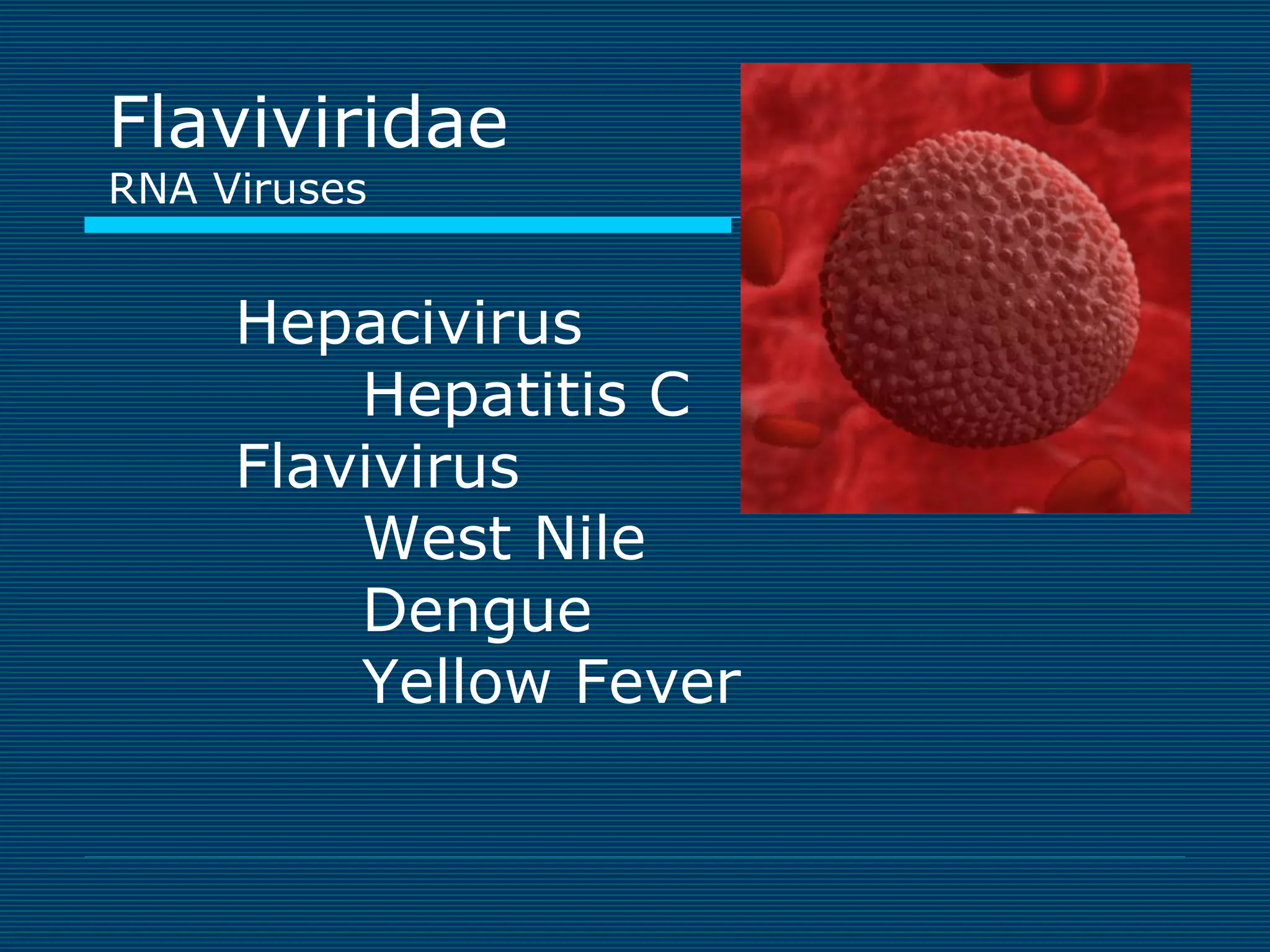 Flaviviridae
RNA Viruses

Hepacivirus
Hepatitis C
Flavivirus
West Nile
Dengue
Yellow Fever

 