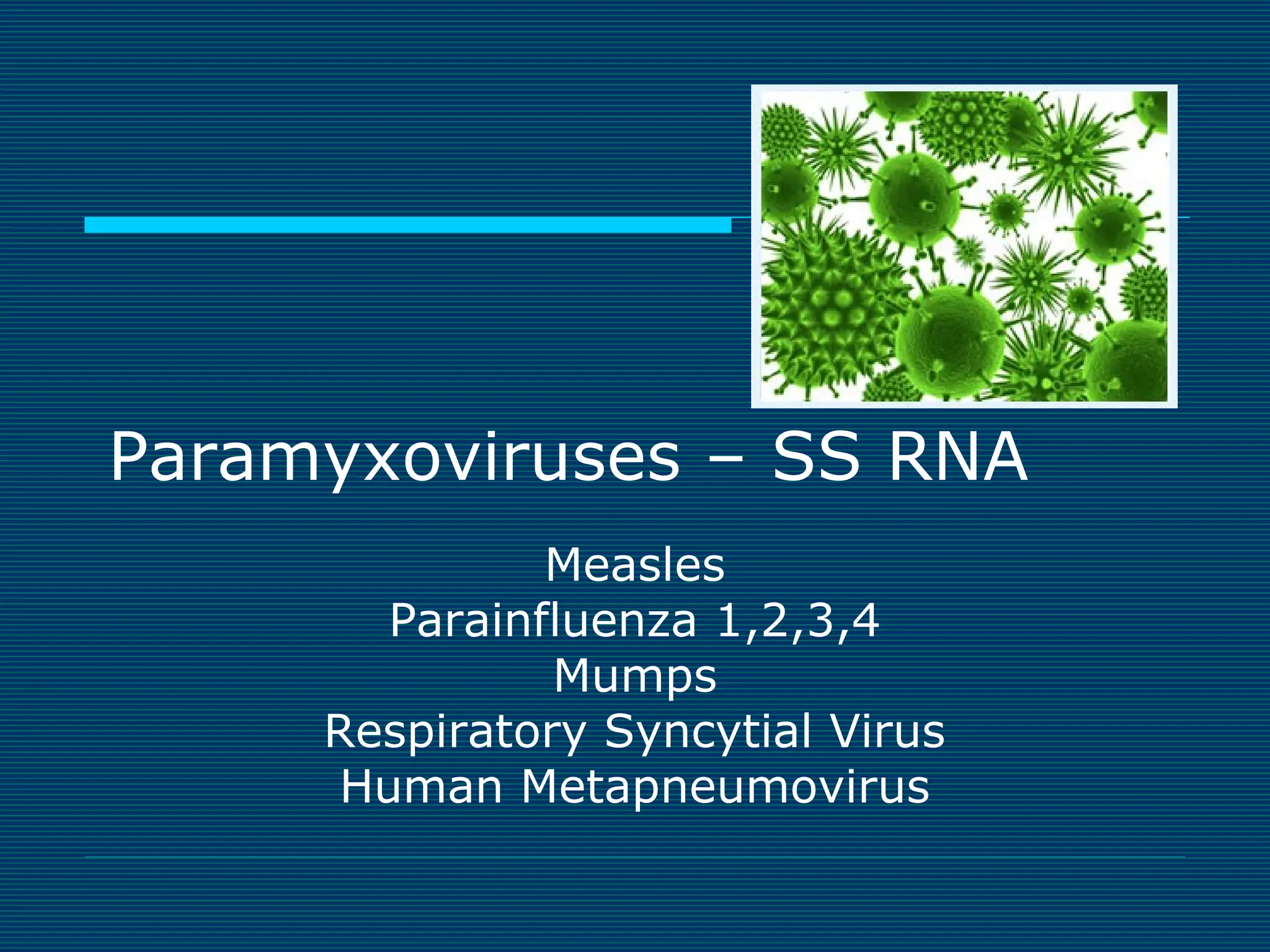 Paramyxoviruses – SS RNA
Measles
Parainfluenza 1,2,3,4
Mumps
Respiratory Syncytial Virus
Human Metapneumovirus

 