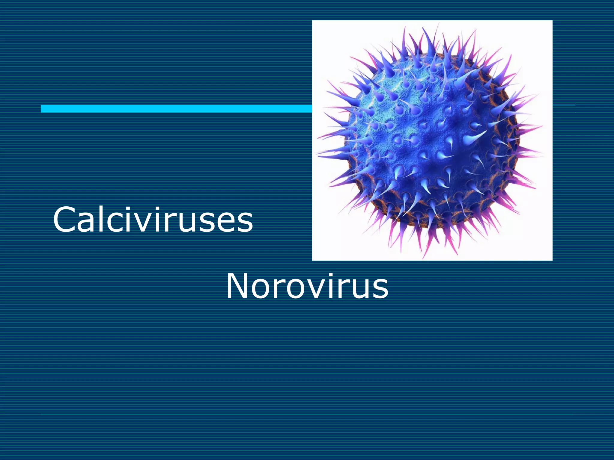Calciviruses
Norovirus

 