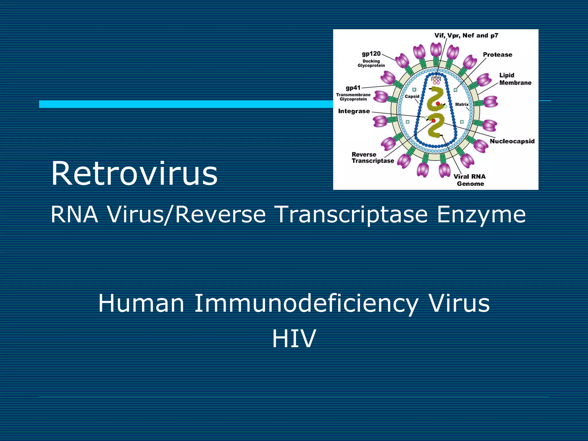 Retrovirus
RNA Virus/Reverse Transcriptase Enzyme

Human Immunodeficiency Virus
HIV

 