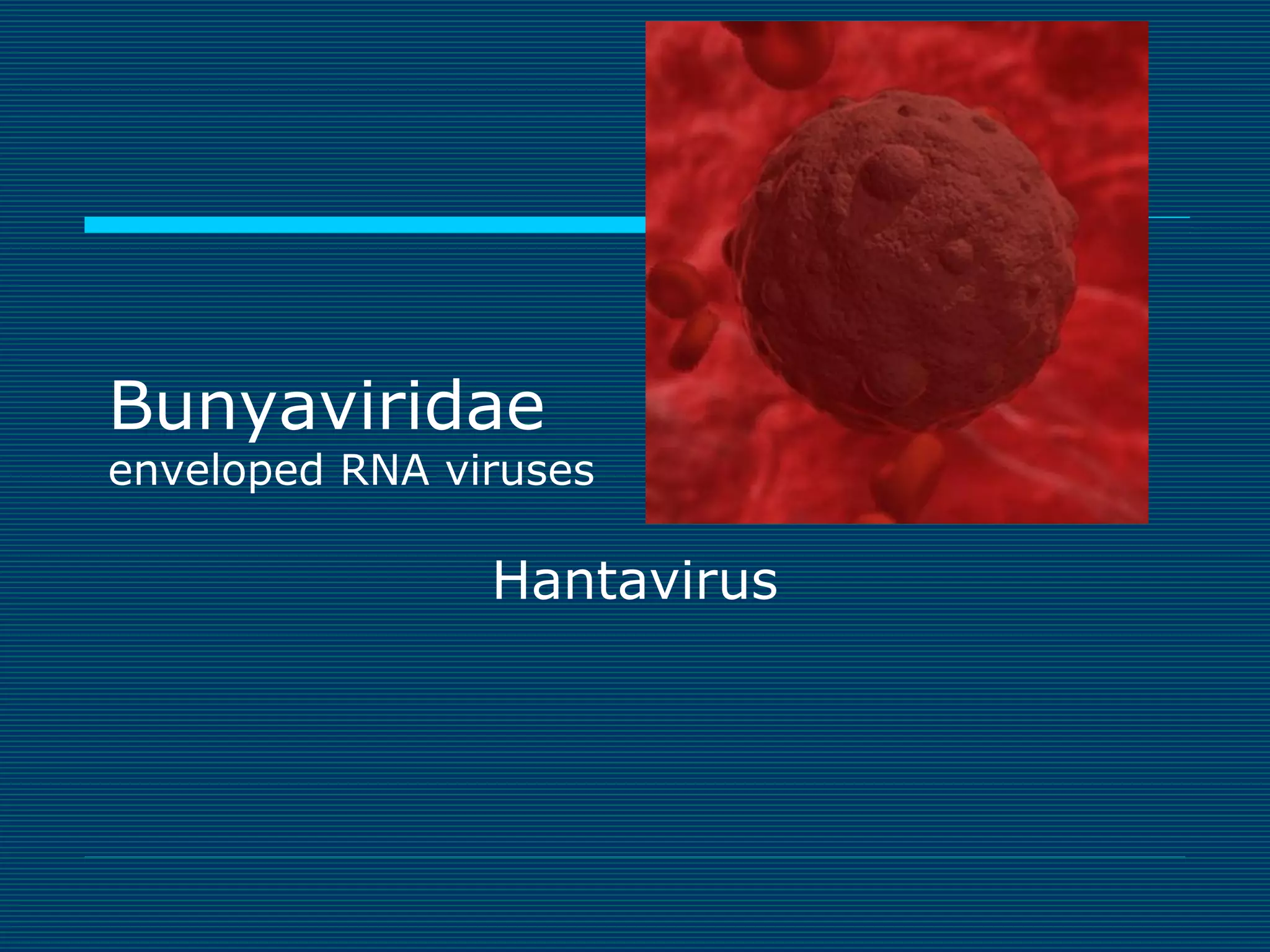 Bunyaviridae

enveloped RNA viruses

Hantavirus

 