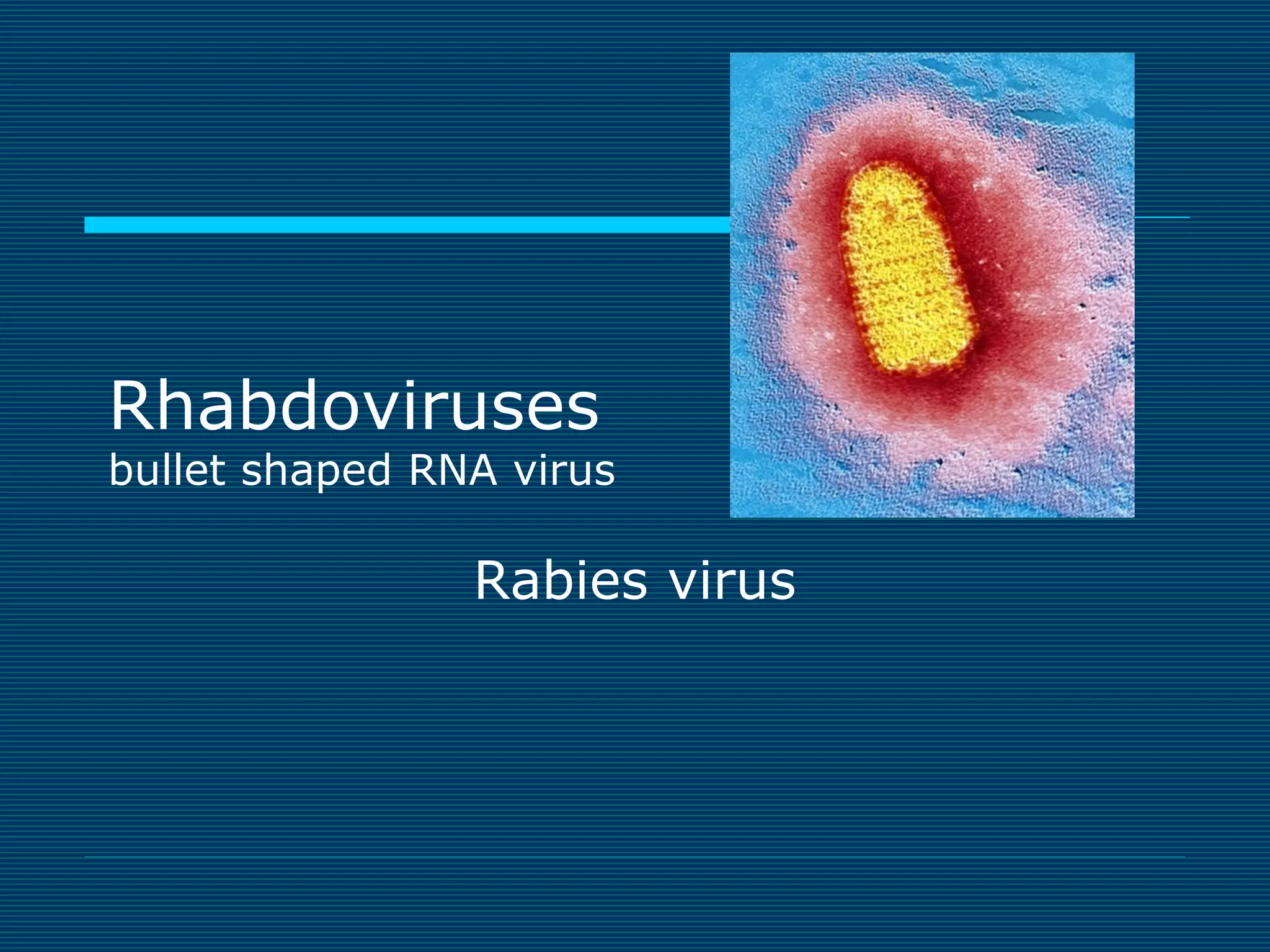 Rhabdoviruses

bullet shaped RNA virus

Rabies virus

 