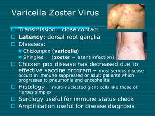 Varicella Zoster Virus 
 Transmission: close contact 
 Latency: dorsal root ganglia 
 Diseases: 
 Chickenpox (varicell...