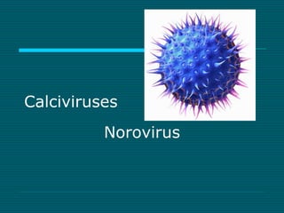 Calciviruses 
Norovirus 
 