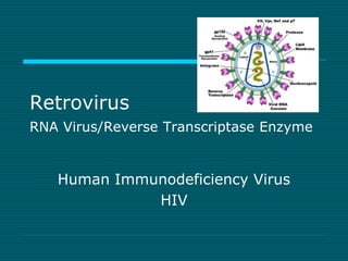 Retrovirus 
RNA Virus/Reverse Transcriptase Enzyme 
Human Immunodeficiency Virus 
HIV 
 