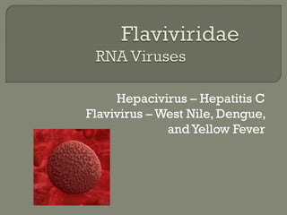Hepacivirus – Hepatitis C
Flavivirus – West Nile, Dengue,
andYellow Fever
 