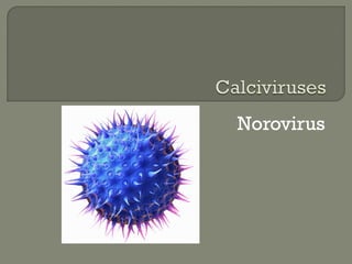 Norovirus
 