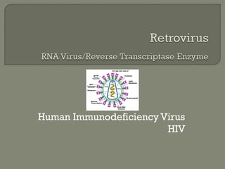Human Immunodeficiency Virus
HIV
 