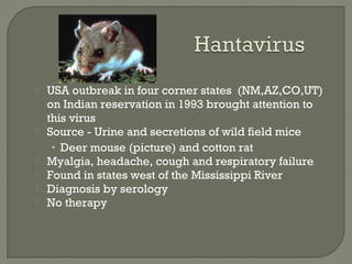  USA outbreak in four corner states (NM,AZ,CO,UT)
on Indian reservation in 1993 brought attention to
this virus
 Source - Urine and secretions of wild field mice
• Deer mouse (picture) and cotton rat
 Myalgia, headache, cough and respiratory failure
 Found in states west of the Mississippi River
 Diagnosis by serology
 No therapy
 