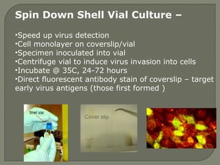 Spin Down Shell Vial Culture –
•Speed up virus detection
•Cell monolayer on coverslip/vial
•Specimen inoculated into vial
•Centrifuge vial to induce virus invasion into cells
•Incubate @ 35C, 24-72 hours
•Direct fluorescent antibody stain of coverslip – target
early virus antigens (those first formed )
Cover slip
 