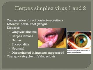  Herpes simplex 1 & 2 do well in culture
• Produce CPE within 24-48 hrs
• Human diploid fibroblast cells (MRC-5)Observe f...