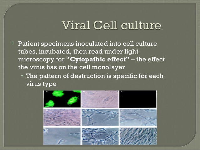 Virology 2016