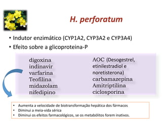 H. perforatum
• Indutor enzimático (CYP1A2, CYP3A2 e CYP3A4)
• Efeito sobre a glicoproteina-P
digoxina
indinavir
varfarina
Teofilina
midazolam
nifedipino
AOC (Desogestrel,
etinilestradiol e
noretisterona)
carbamazepina
Amitriptilina
ciclosporina
• Aumenta a velocidade de biotransformação hepática dos fármacos
• Diminui a meia-vida sérica
• Diminui os efeitos farmacológicos, se os metabólitos forem inativos.
 