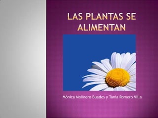 Las plantas se alimentan      Mónica Molinero Buades y Tania Romero Villa 