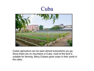 Cuba Cuban agriculture can be seen almost everywhere you go. Since there are no mountains in Cuba, most of the land is suitable for farming. Many Cubans grow crops in their yards in the cities. 