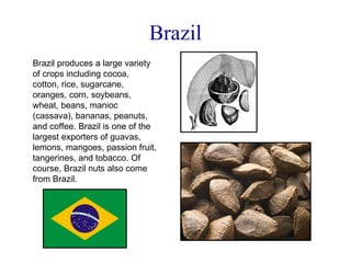 Brazil Brazil produces a large variety of crops including cocoa, cotton, rice, sugarcane, oranges, corn, soybeans, wheat, beans, manioc (cassava), bananas, peanuts, and coffee. Brazil is one of the largest exporters of guavas, lemons, mangoes, passion fruit, tangerines, and tobacco. Of course, Brazil nuts also come from Brazil. 