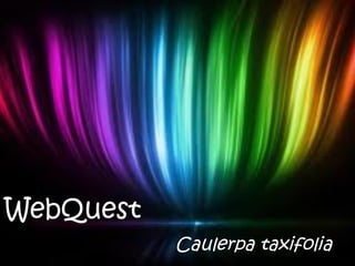WebQuest Caulerpa taxifolia 