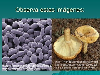 Observa estas imágenes:




                                    http://hongoscomestiblesyveneno
http://microral.wikispaces.com/5.   sos.blogspot.com/2006/12/trabaj
+Micolog%C3%ADa+general.            o-de-hongos-comestibles-y.html
 