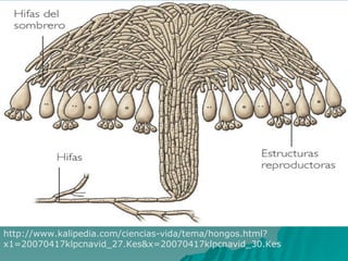 http://www.kalipedia.com/ciencias-vida/tema/hongos.html?
x1=20070417klpcnavid_27.Kes&x=20070417klpcnavid_30.Kes
 