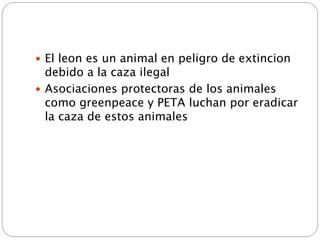  El leon es un animal en peligro de extincion 
debido a la caza ilegal 
 Asociaciones protectoras de los animales 
como greenpeace y PETA luchan por eradicar 
la caza de estos animales 
