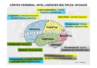 CÒRTEX CEREBRAL- INTEL·LIGÈNCIES MÚLTIPLES- SITUACIÓ
                               Logicomatemàtica: l. frontal
                                 esquerre i parietal dret
Lingüística: l.temporal esquerra
                                                     Naturalista: l.parietal esquerra
  i frontal A:Broca y Wernicke

                                                              Intrapersonal: l.frontal,
                                         PARIETAL             parietals i sistema límbic
                      FRONTAL

                                                       OCCIPITAL
                                      TEMPORAL

Existencial: l.temporal                       CEREBEL
                                                           Visualespacial: regions
           Musical: l.temporal dret                      posteriors de l’hemisferi dret

                                        Cinestèsicacorporal: cerebel,
 Interpersonal: l.frontals, temporals   ganglis basals escorça motriu
   (hemisferi dret) i sistema límbic                                     Font: T. Armstrong
 